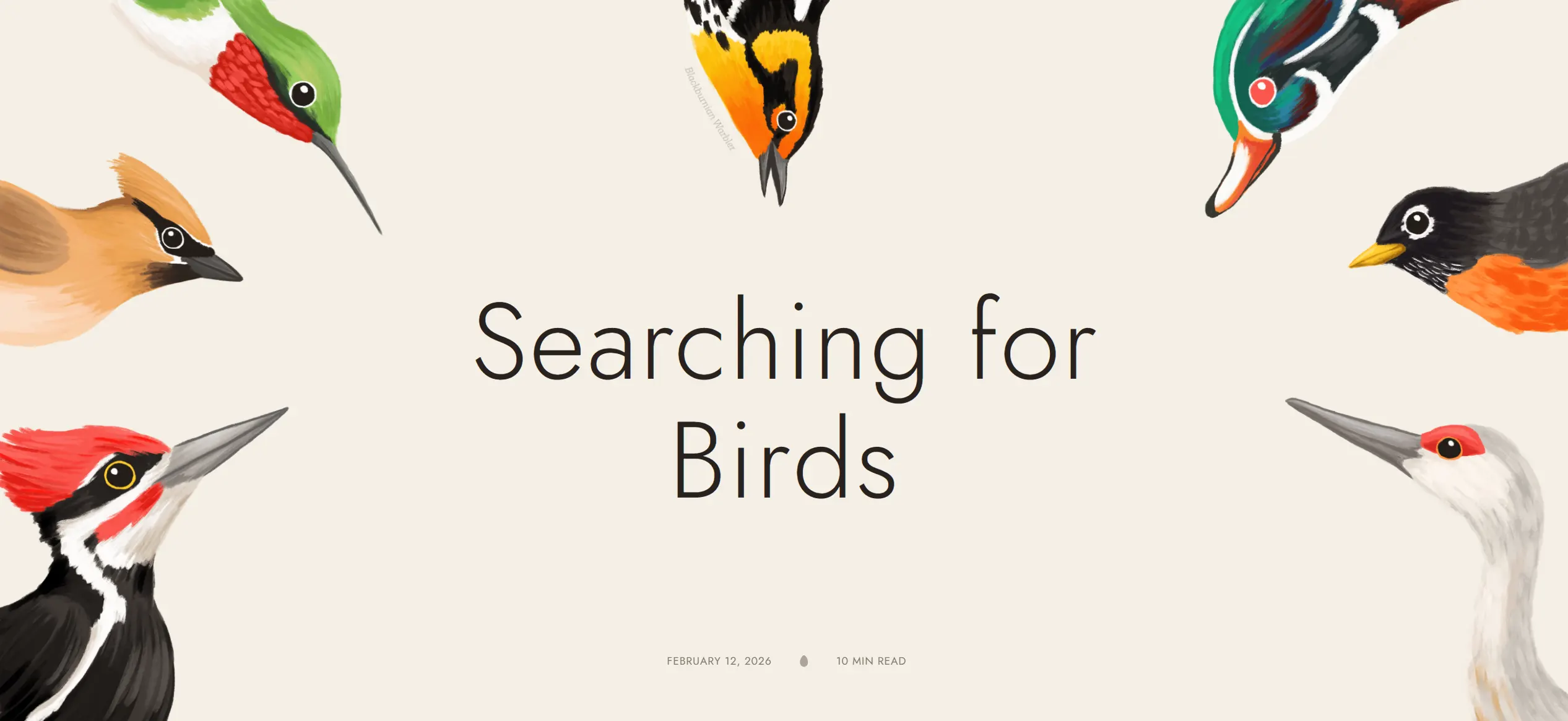 Searching For Birds